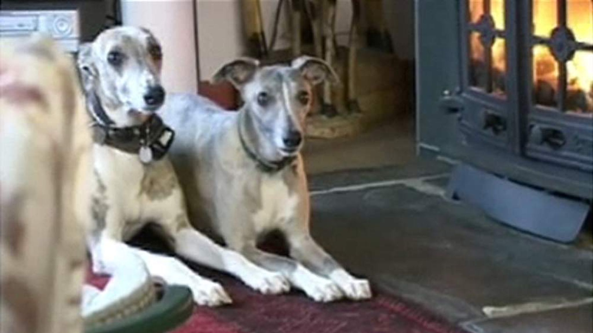 Electric Shock Collars 'Should Be Banned' UK News Sky News