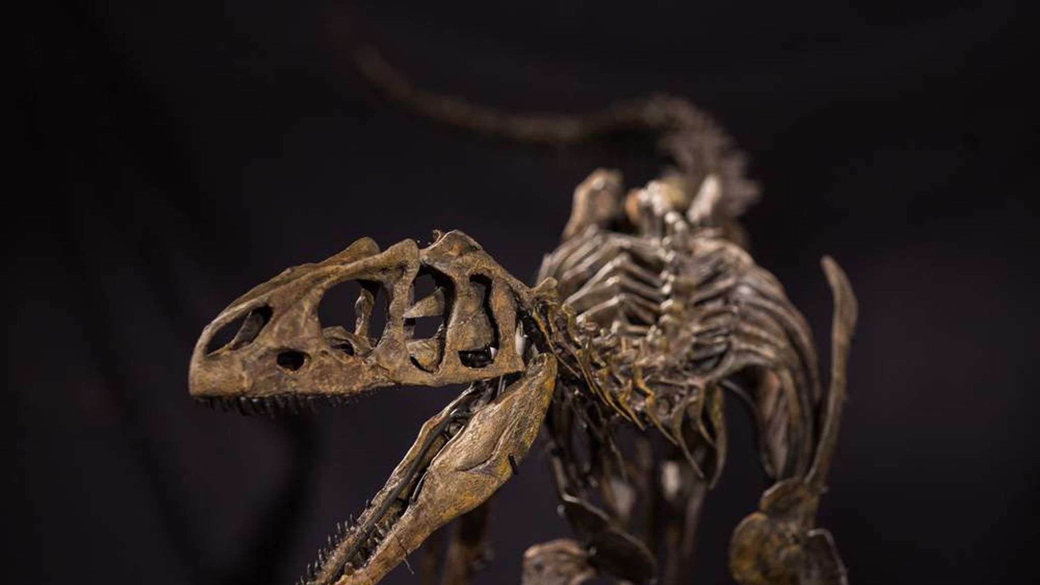 allosaurus fossil