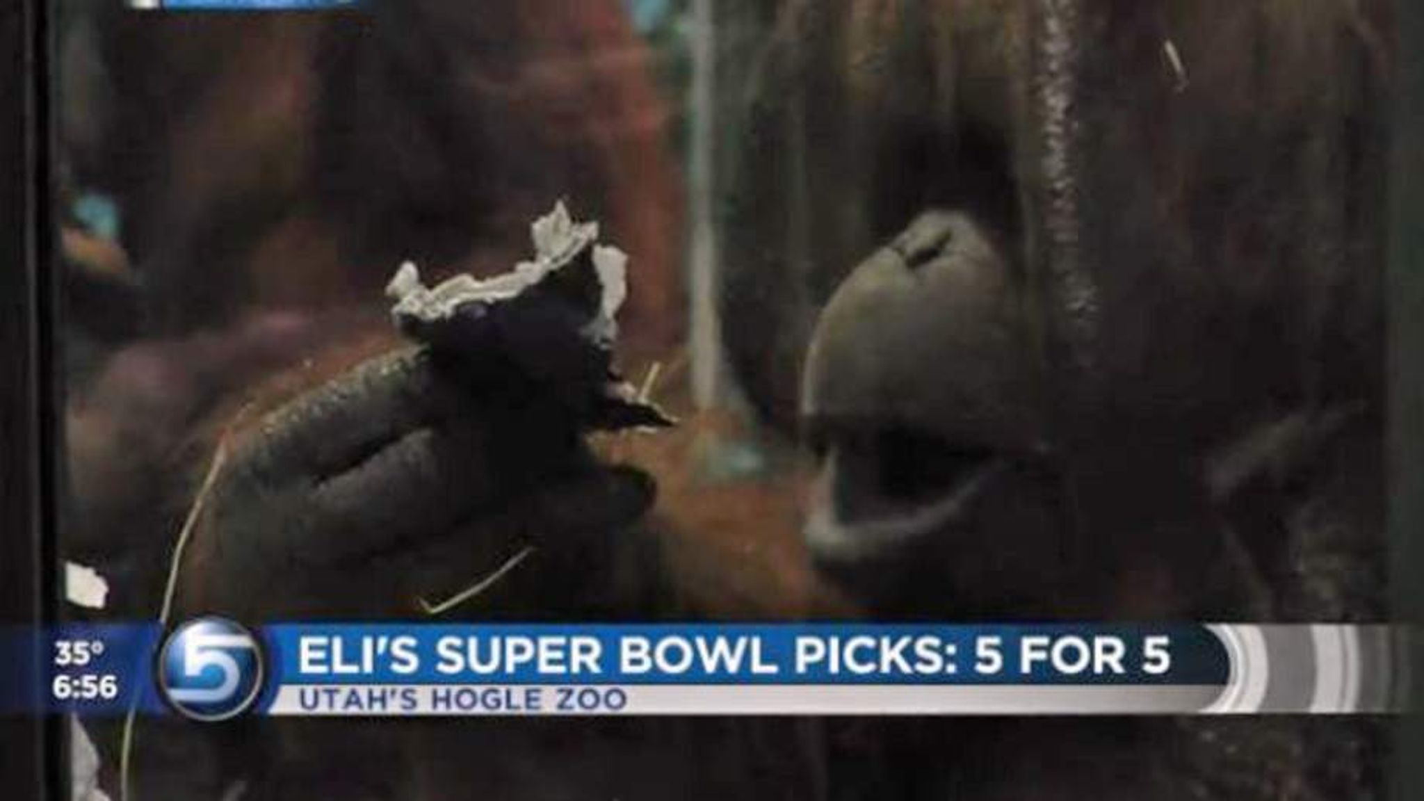 Super Bowl 2014: Animals Predict Denver Broncos Win Over Seattle Seahawks