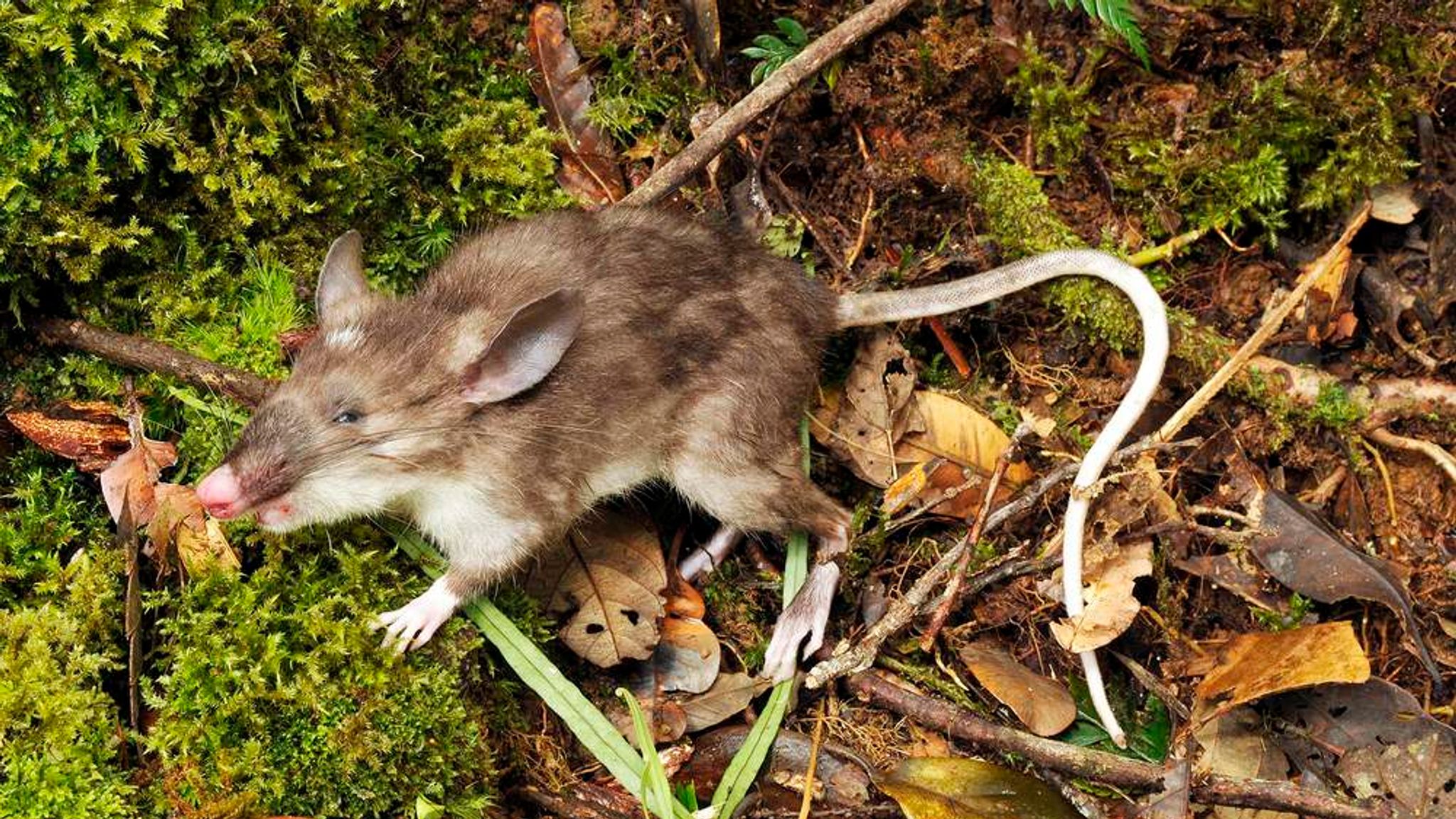 Hog-Nosed Shrew Rat Is 'Exciting' New Species | World News | Sky News
