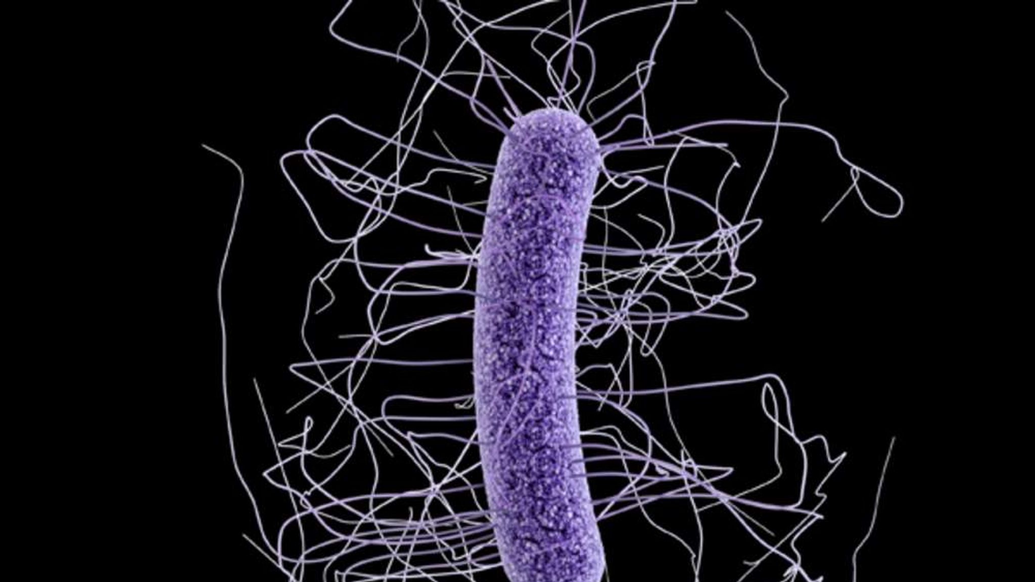 Вирус май. Бактерии. Bradyrhizobium japonicum жгутик.