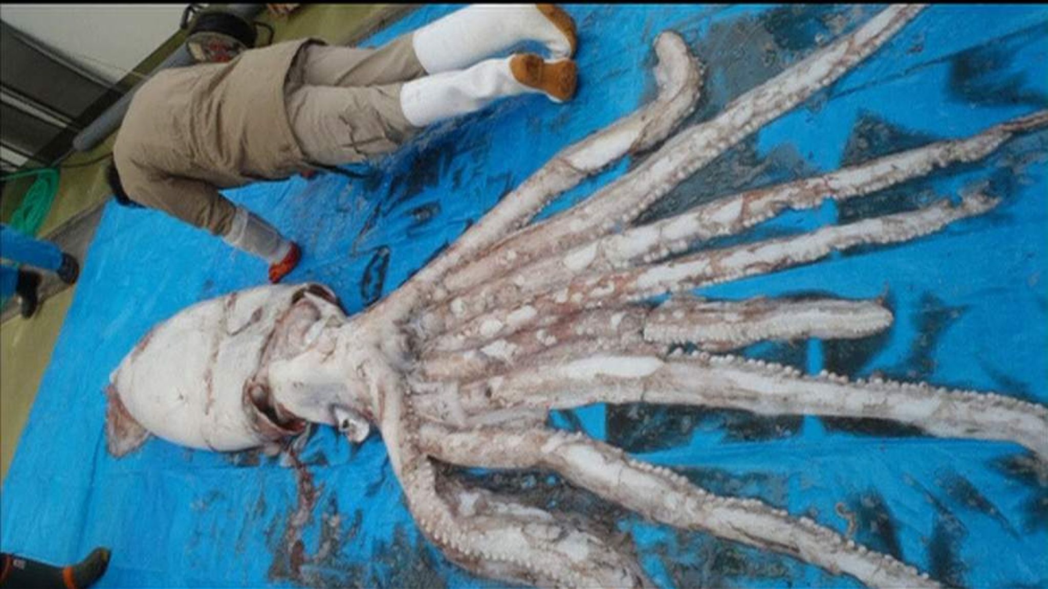 Giant Squid Caught By Japanese Fishermen | Scoop News | Sky News