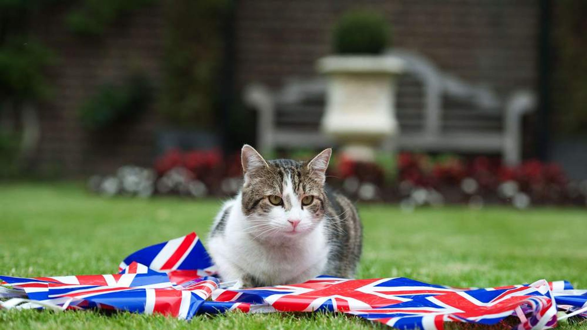 England cat. Кот Ларри. Королевский мышелов Британии. Кот с Даунинг стрит. Кот Ларри Лондон.