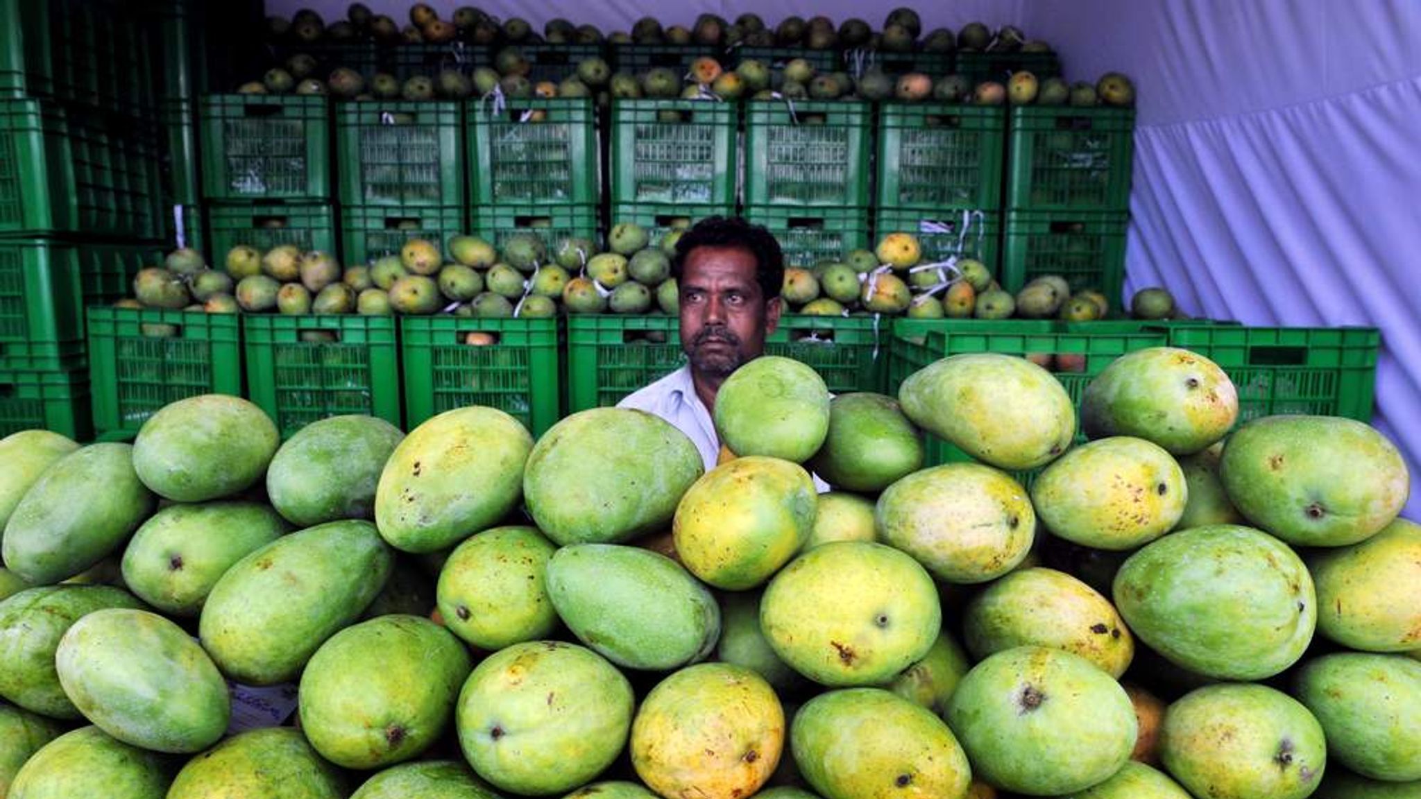 Mango Import Ban 'Will Cost Firms Millions' Politics News Sky News