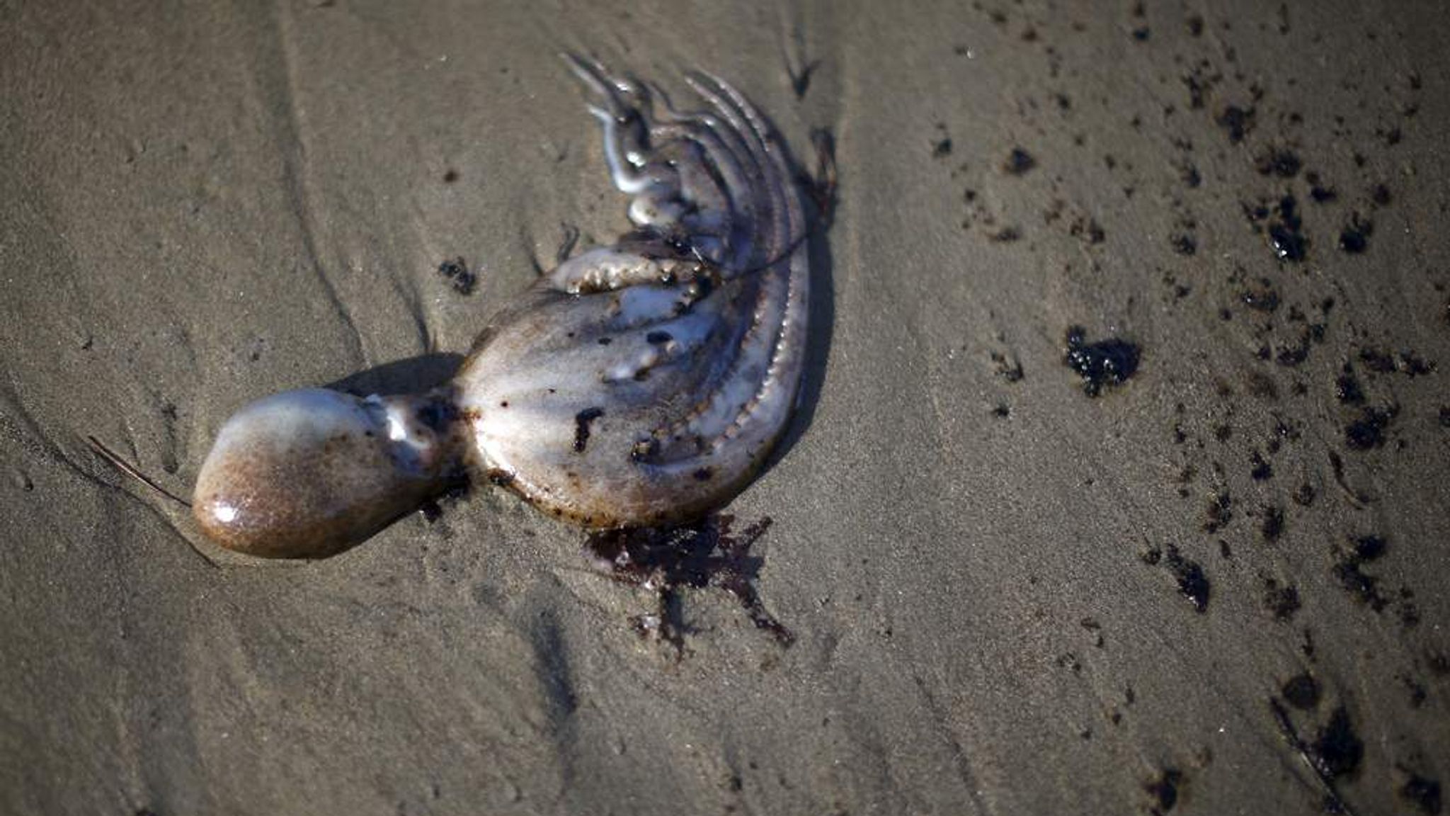 Рыба страдает. Разлив нефти в мексиканском заливе животные. Мексиканский залив загрязнение. Загрязнение океана нефтью. Последствия загрязнения океана.