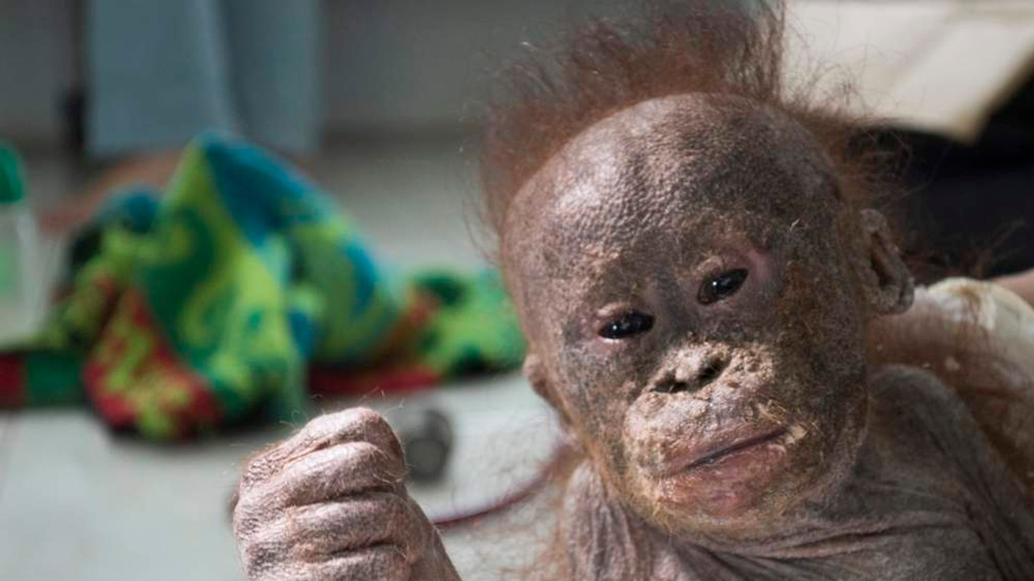 Dumped Baby Orangutan Rescued By UK Charity | World News | Sky News