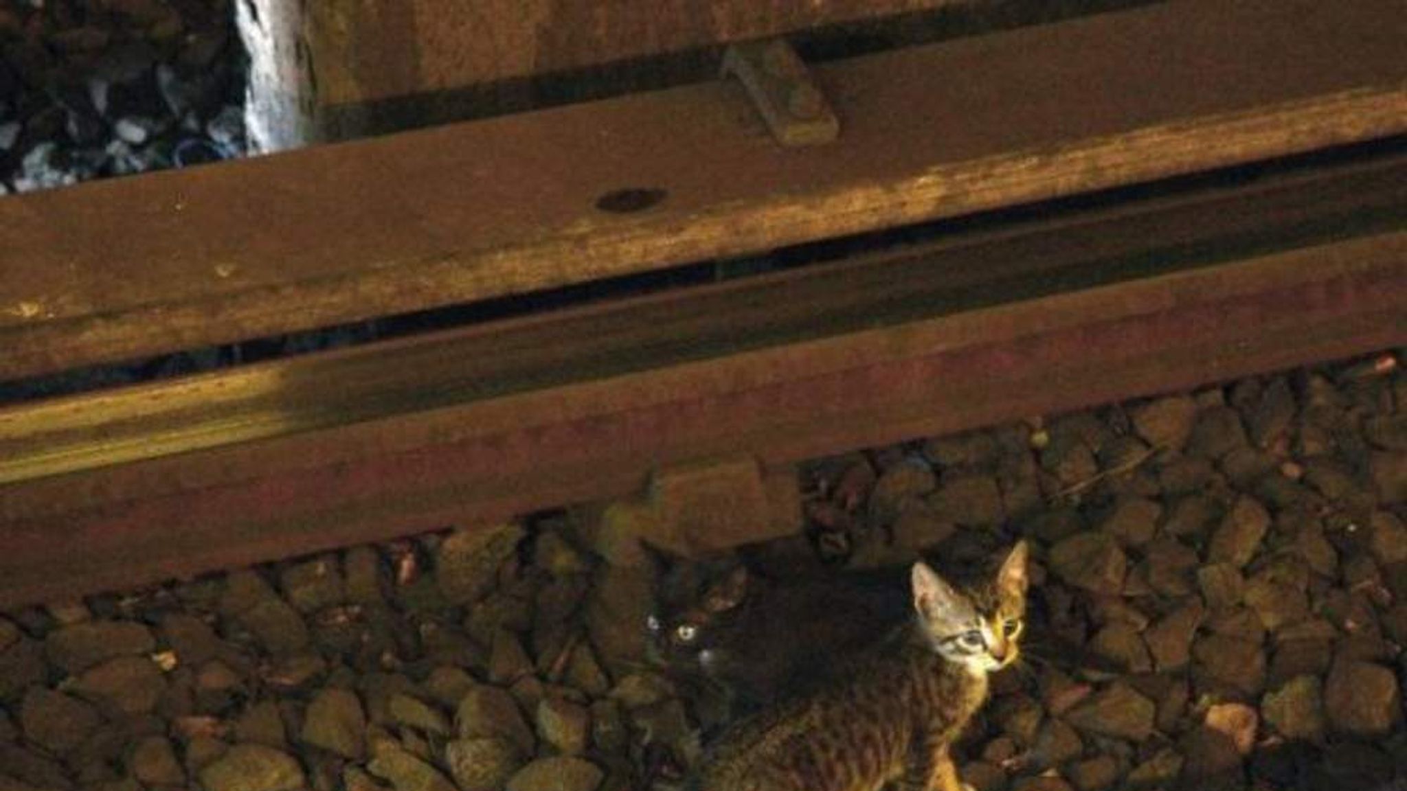 кот на дороге. коты на железной дороге. чёрный кот. котенок на рельсах. железная дорога и кошка.