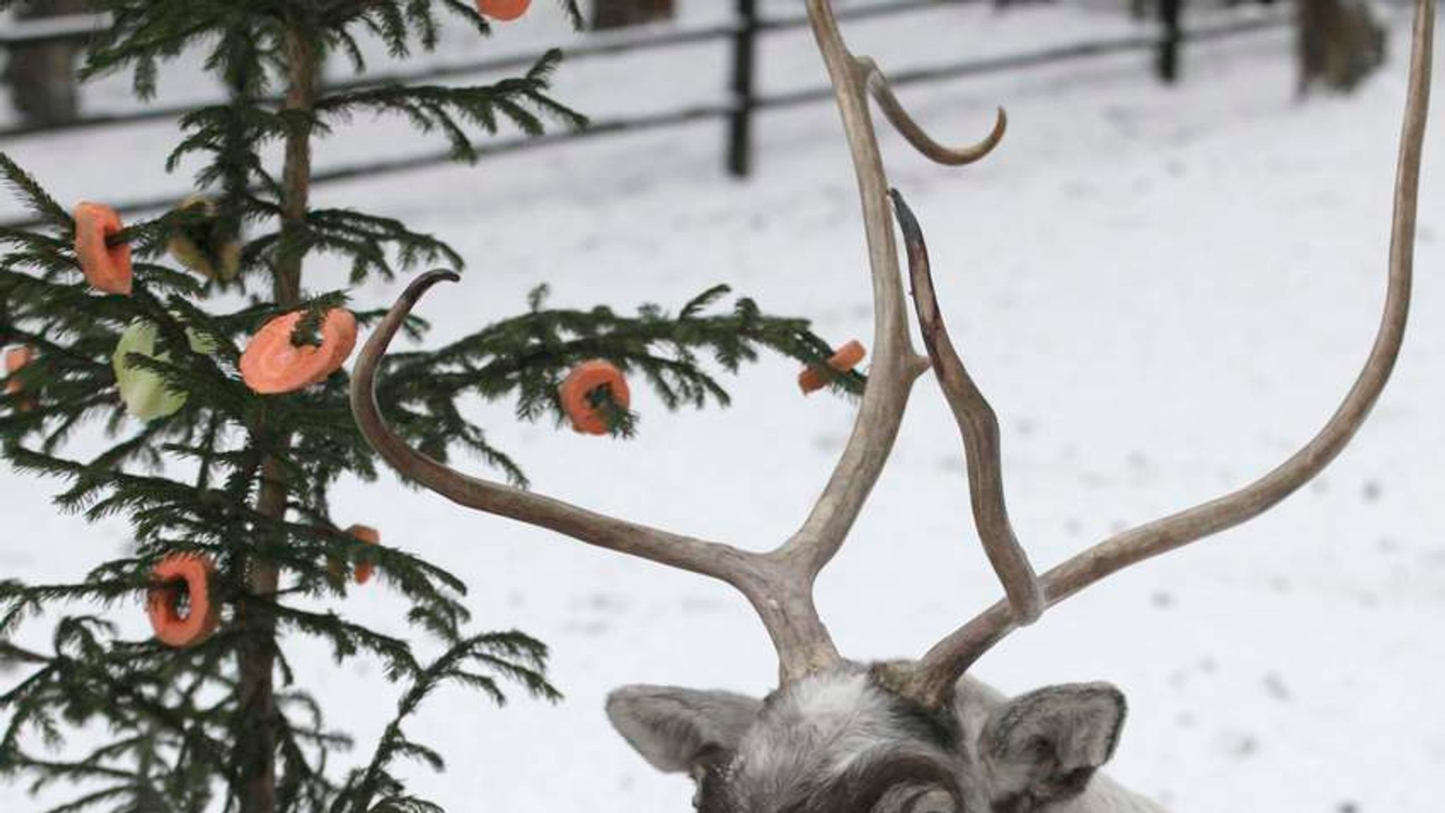 Reindeer Cull: 3,000 Animals To Be Shot Dead | World News | Sky News