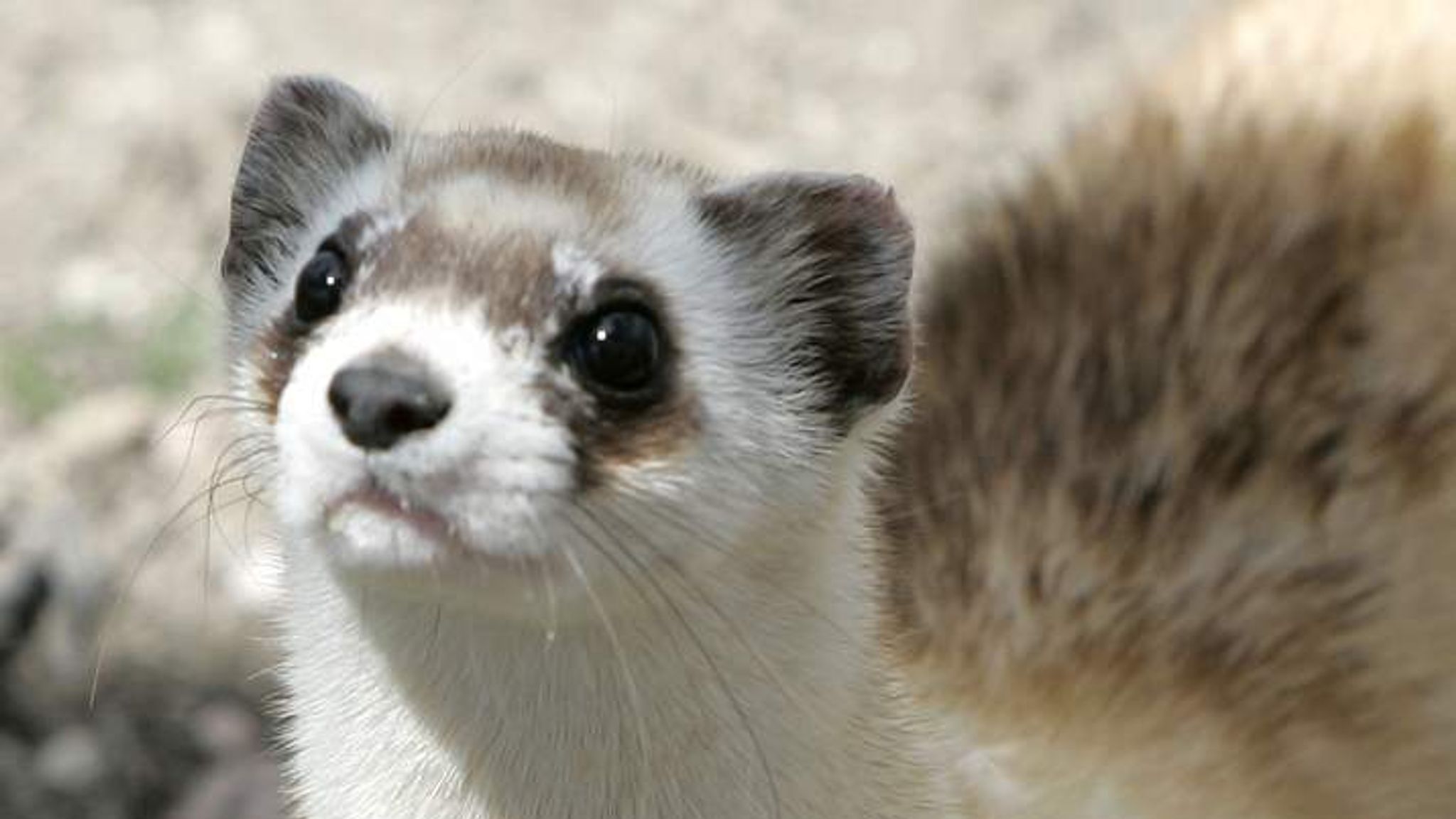 New Hope For Ferret Owners Over New York Ban US News Sky News