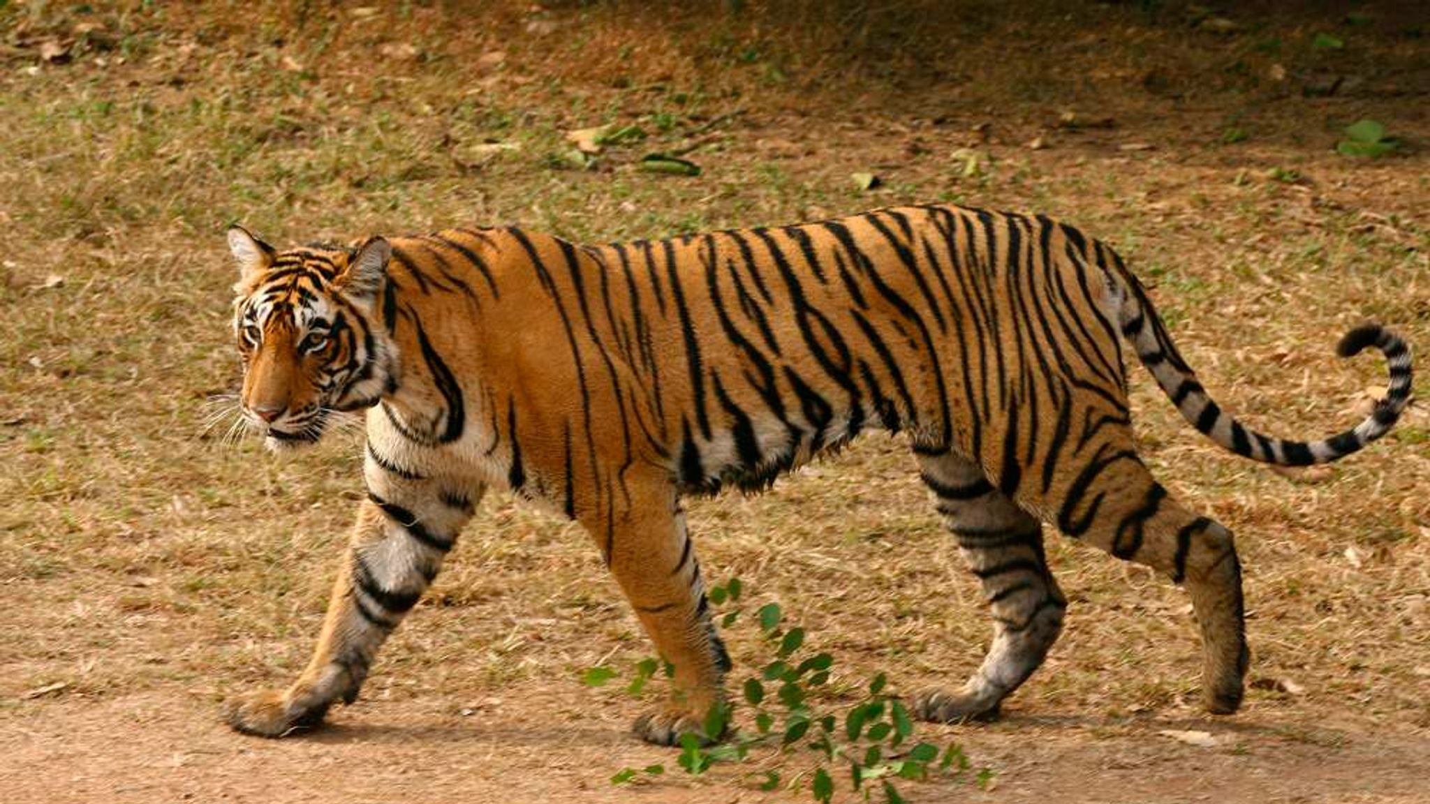 Tiger Attacks: 'Man-Eater' Kills Seven People | World News | Sky News