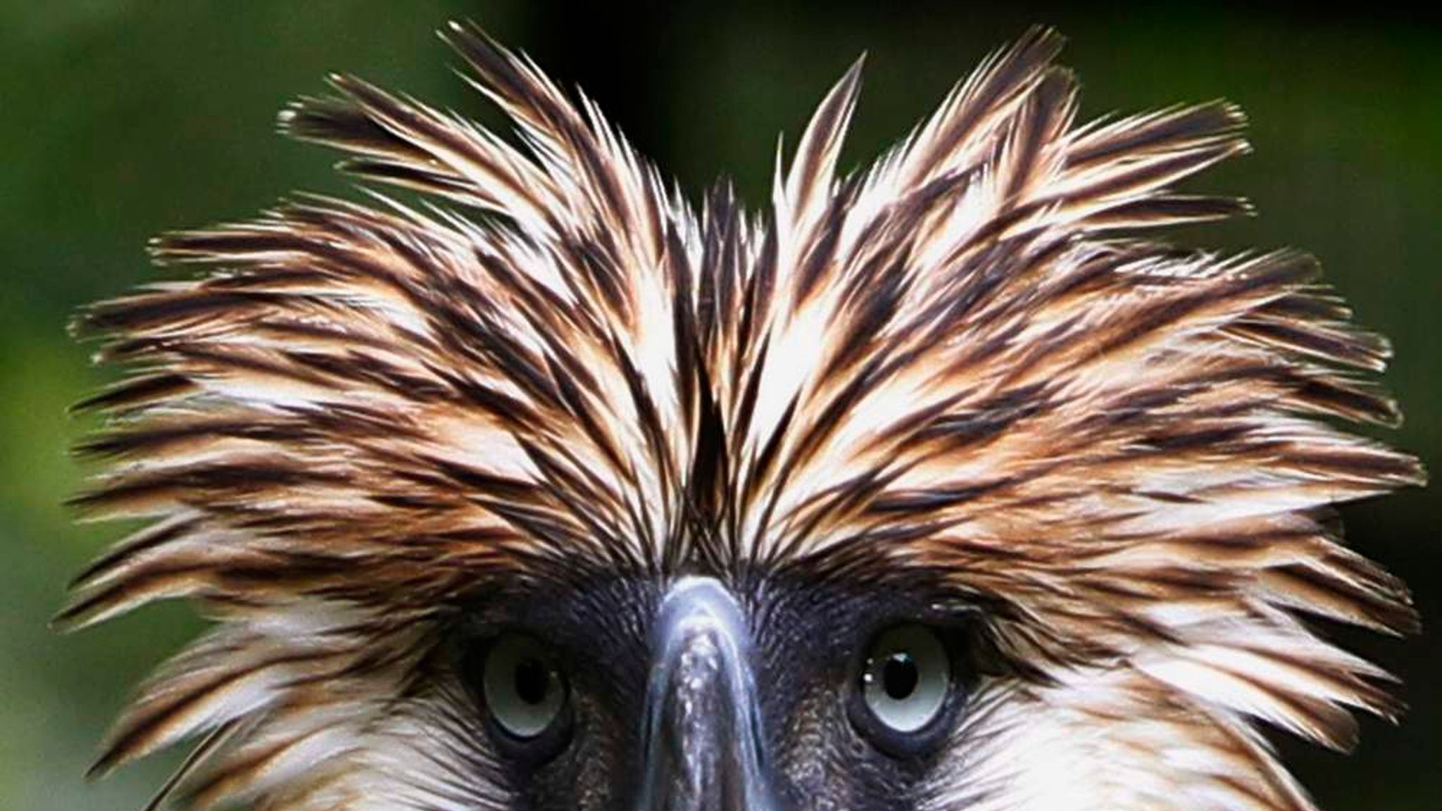 Rarest Eagle Rare Eagle Shot Dead Weeks After Release | World News | Sky News