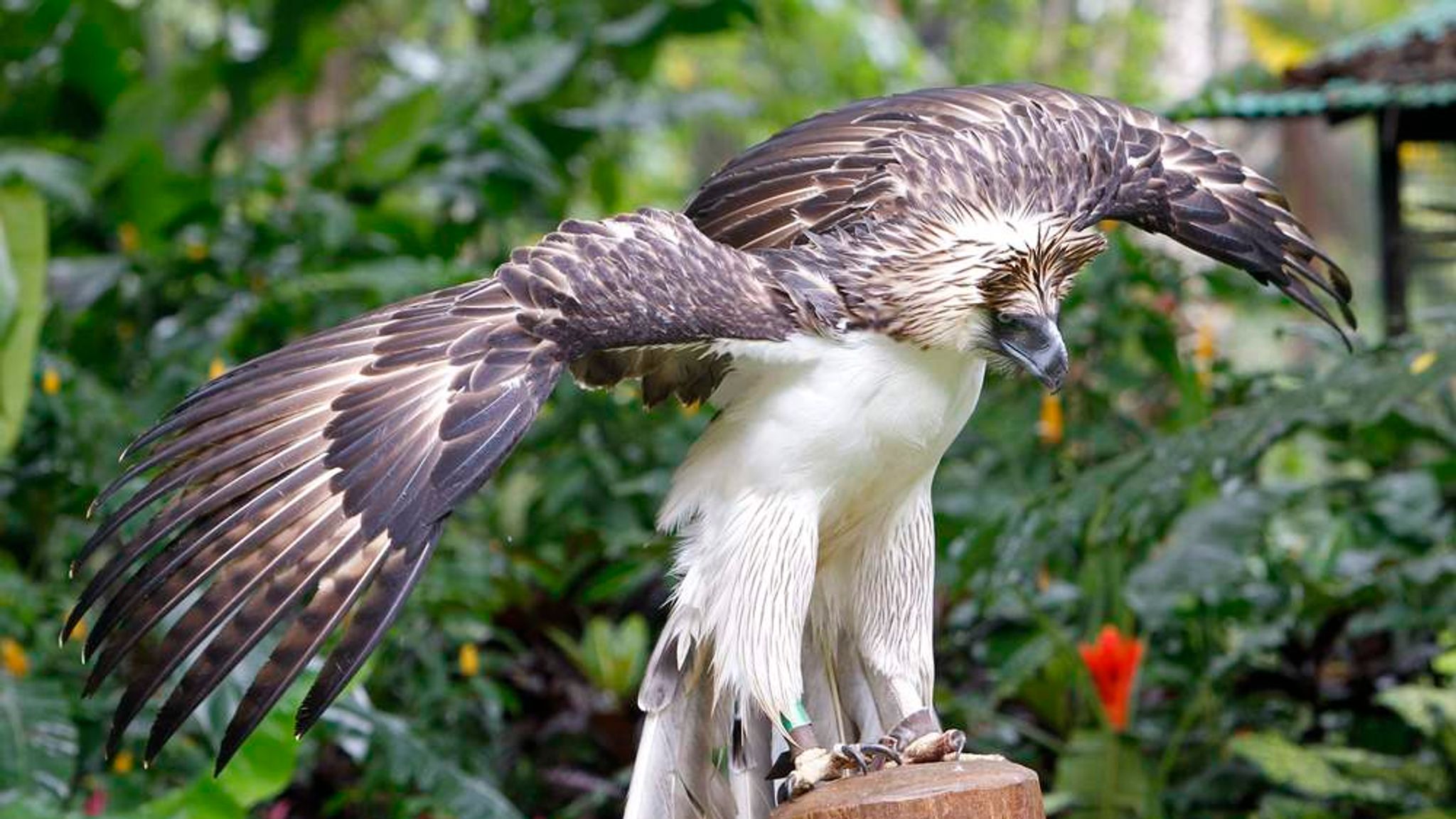 Rare Eagle Shot Dead Weeks After Release | World News | Sky News