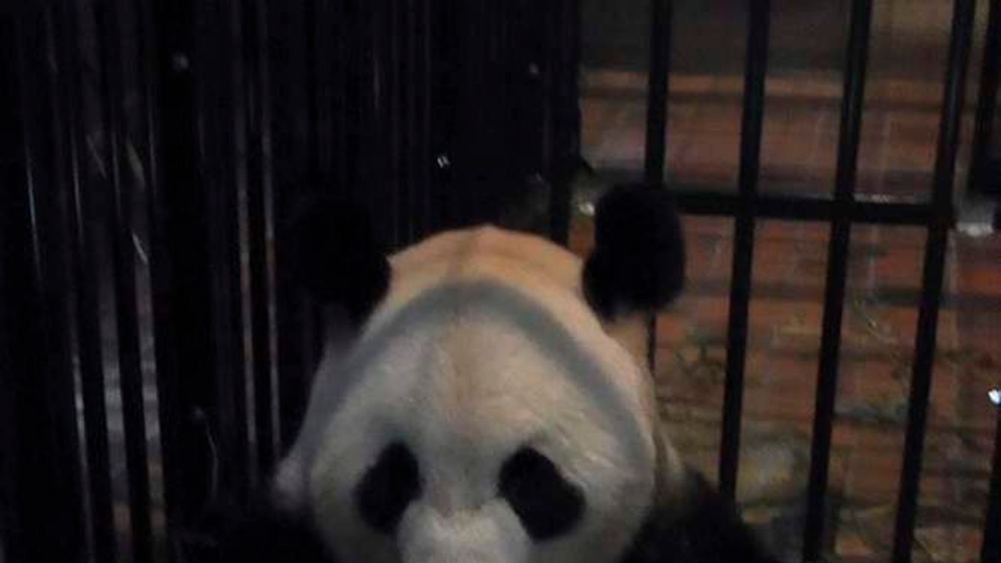 Panda Baby Dies Days After Birth In Tokyo Zoo | World News | Sky News