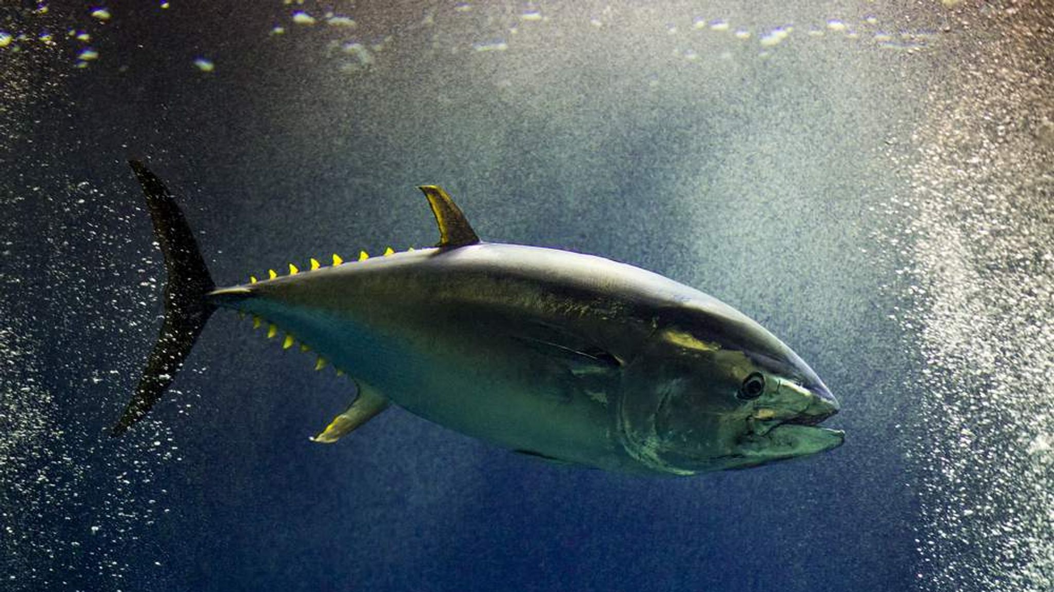 Pacific Bluefin Tuna on the Inside 