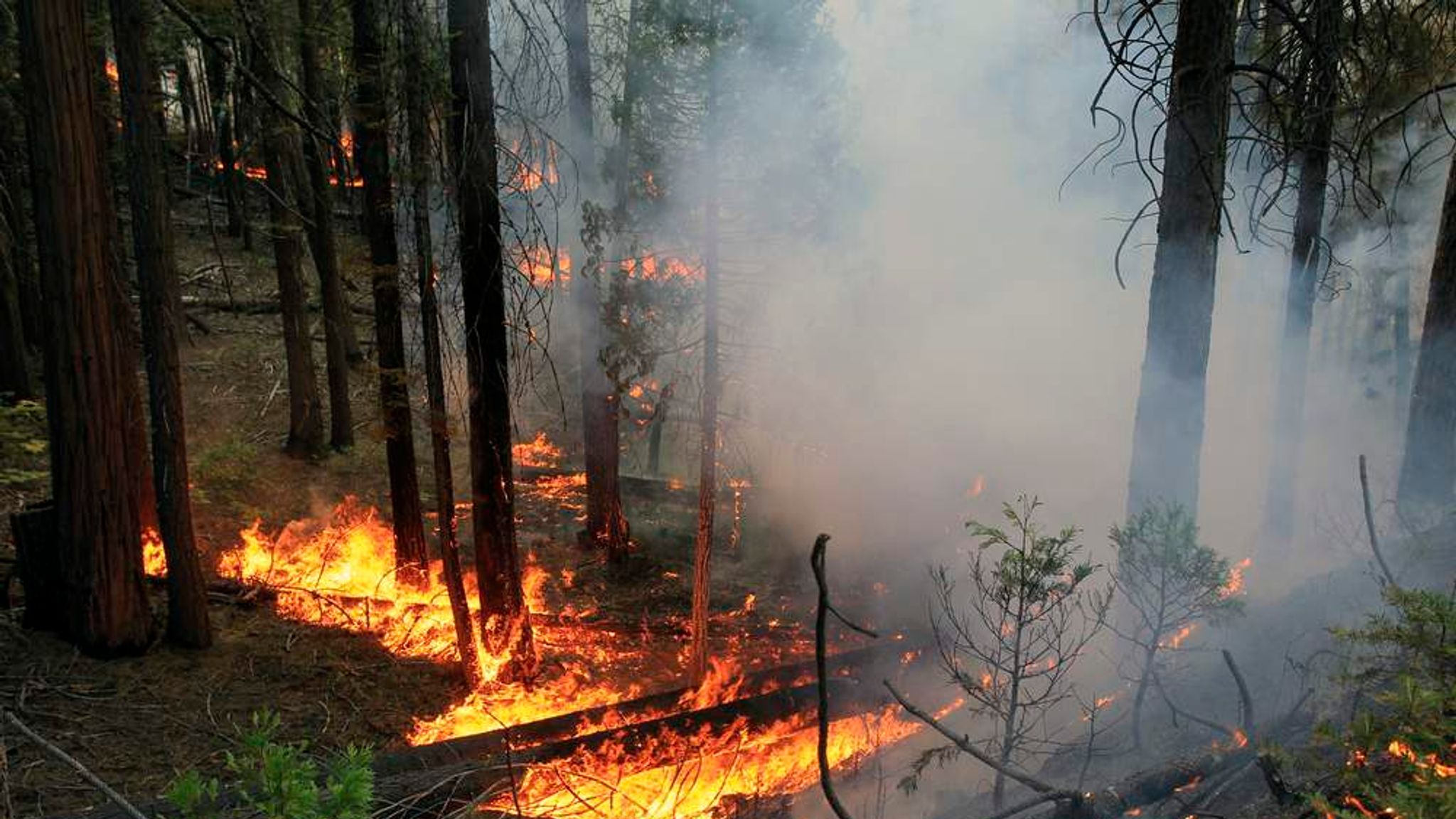 Лесной пожар 3 класс. Лесные пожары в России 2022. Пожар на природе. Низовой пожар. Лес в огне.