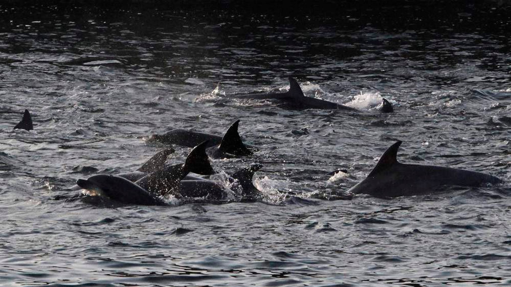 Dolphins  Defenders of Wildlife