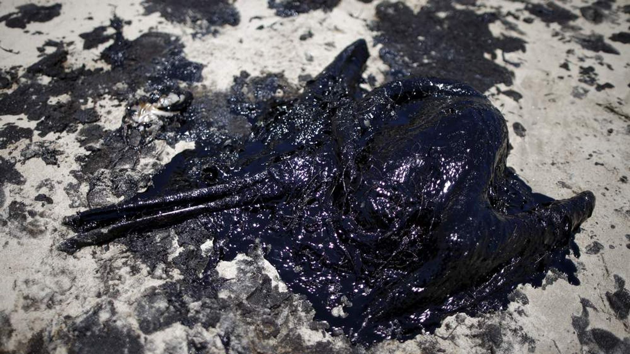 Pelicans Coated In Oil After California Spill | US News | Sky News