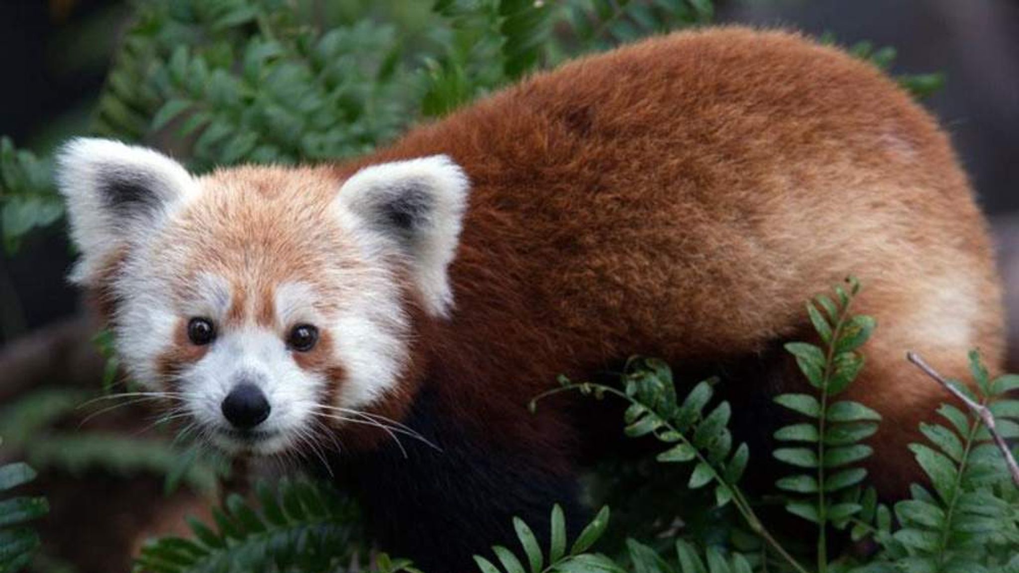 Runaway Red Panda Outsmarts Zoo Officials Us News Sky News