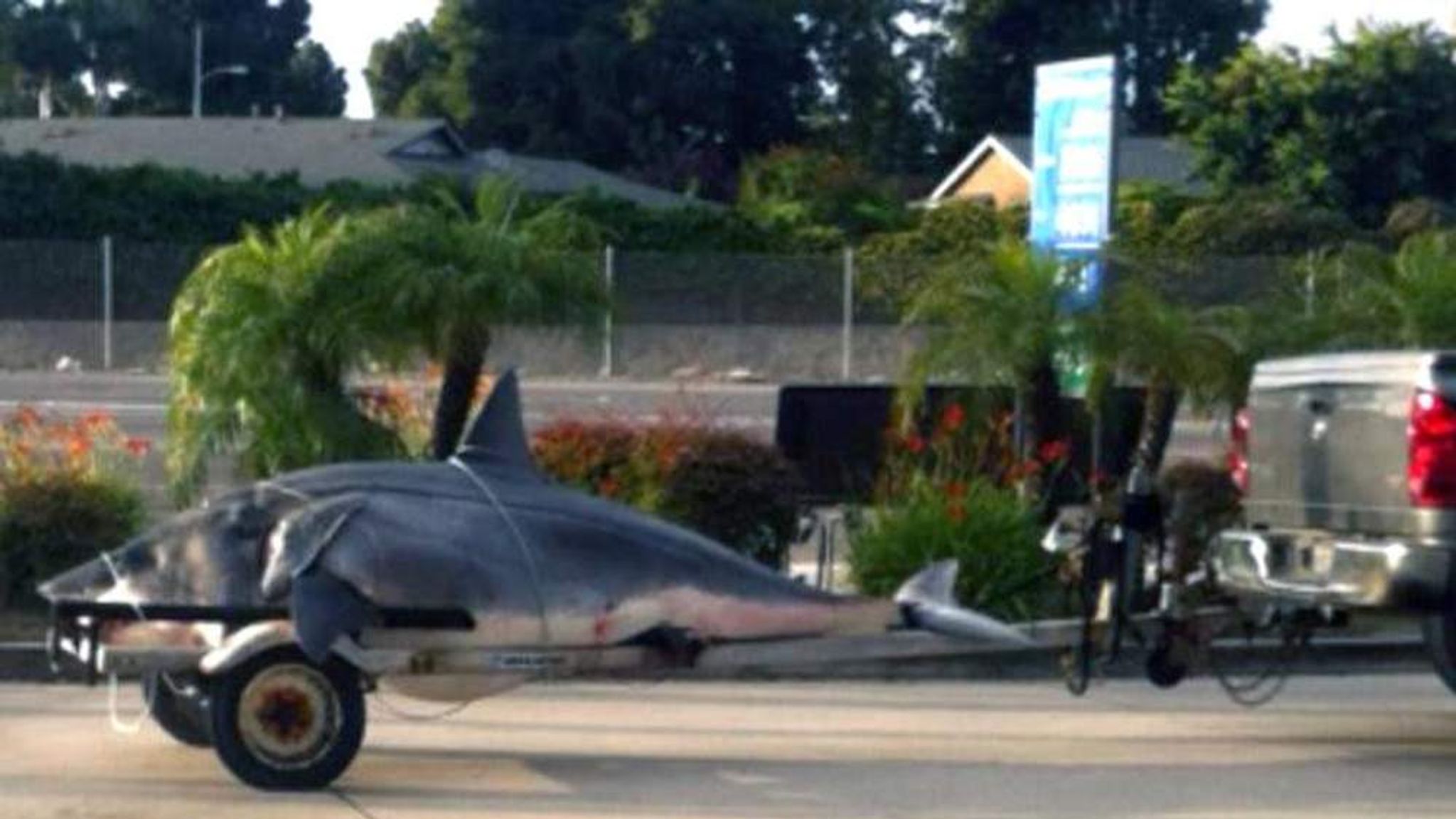 Record Shark Caught Off Californian Coast Us News Sky News