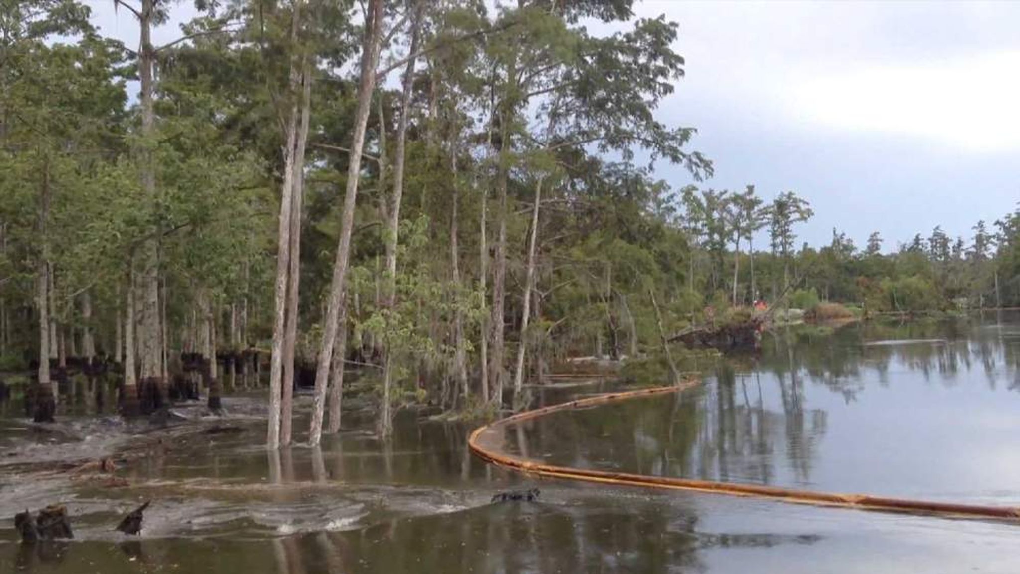Sinkhole Trees Swallowed In Louisiana US News Sky News