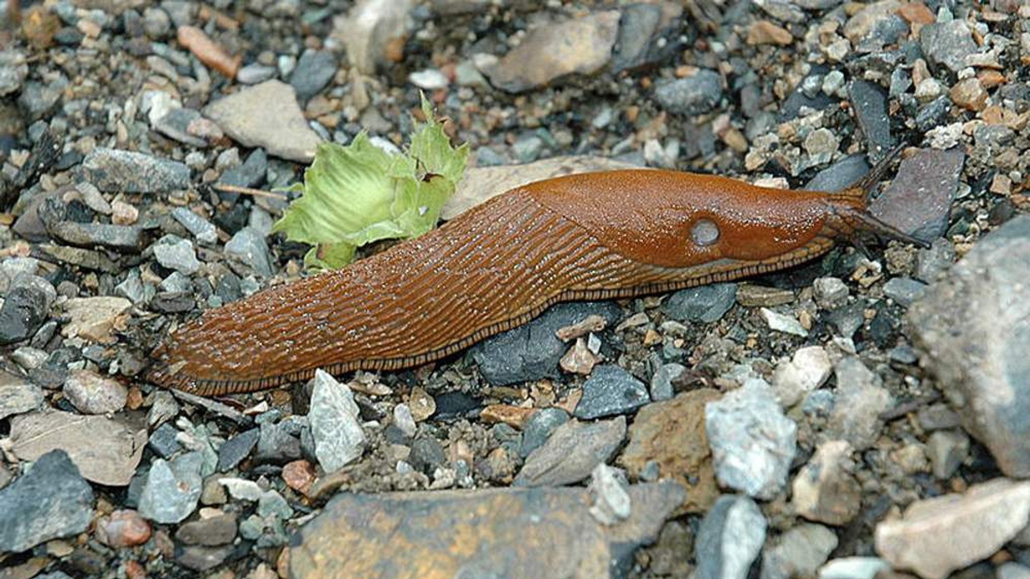 Борьба с испанскими слизнями. Arion vulgaris СЛИЗЕНЬ. Arion lusitanicus слизняки. СЛИЗНЯК Арион Вулгарис. Красный придорожный СЛИЗЕНЬ.