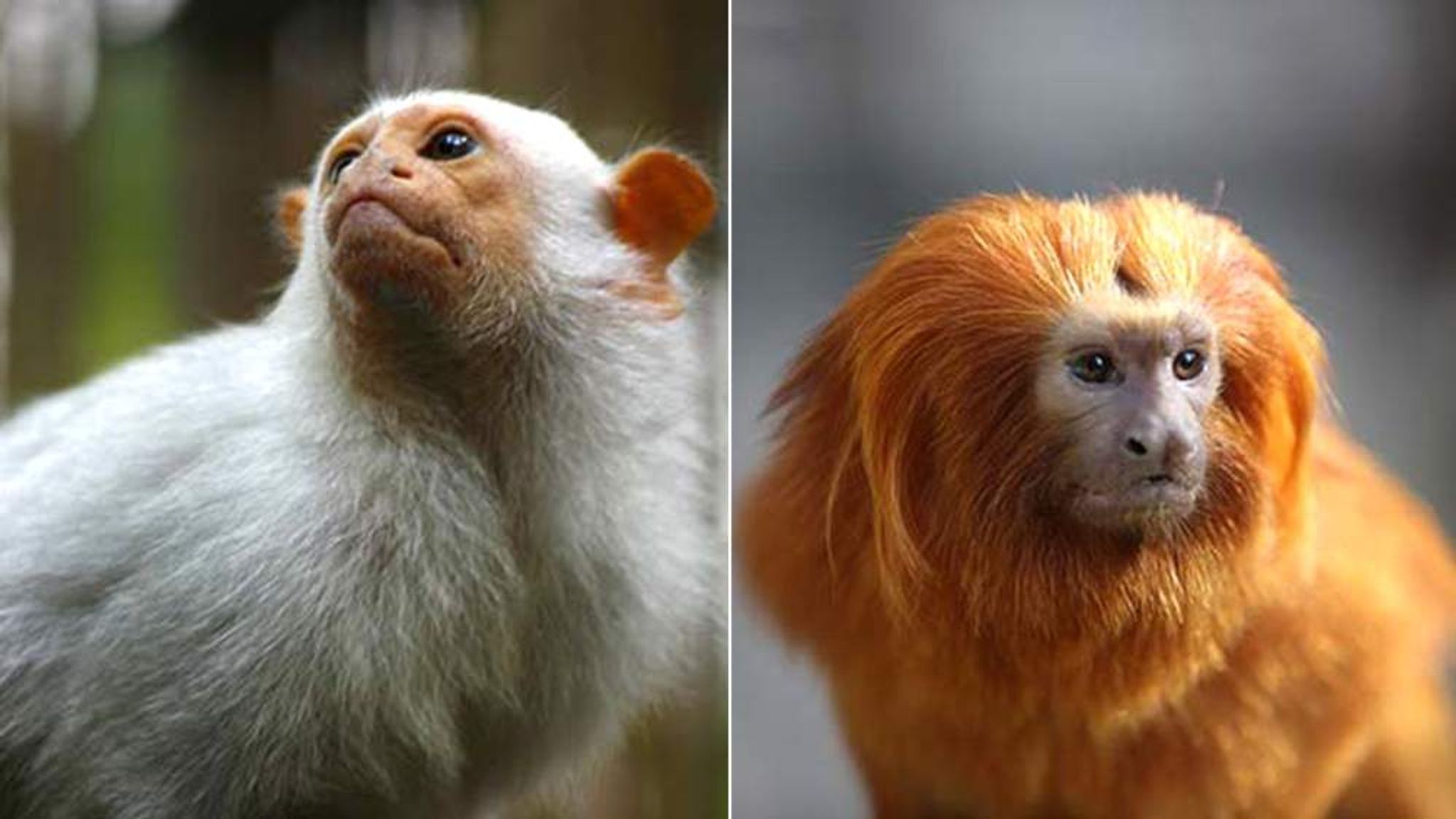 Monkeys looking like lions: Moscow Zoo has now its first rare