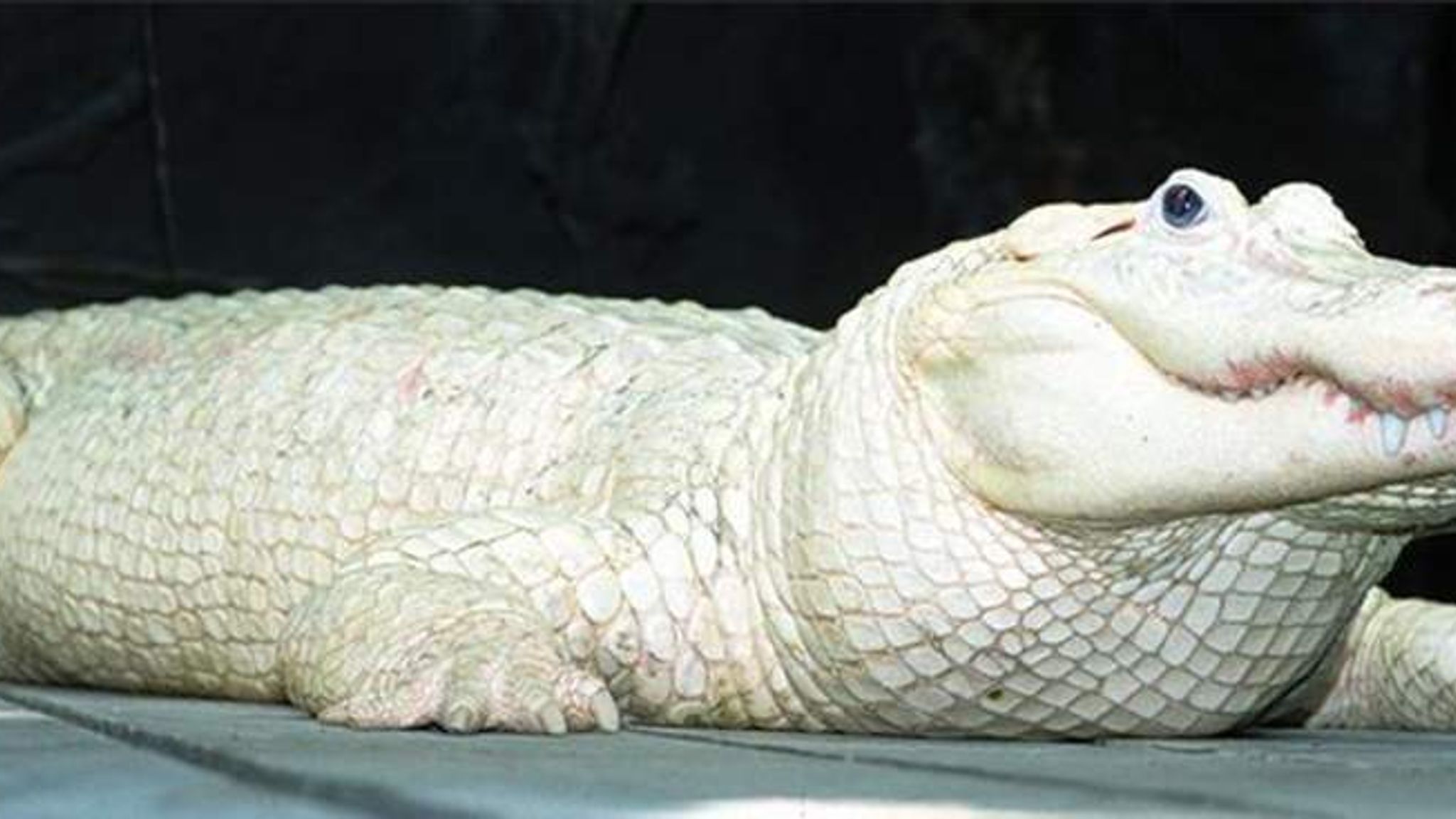 Rare White Alligator 'Spots' Dies, Aged 28 US News Sky News