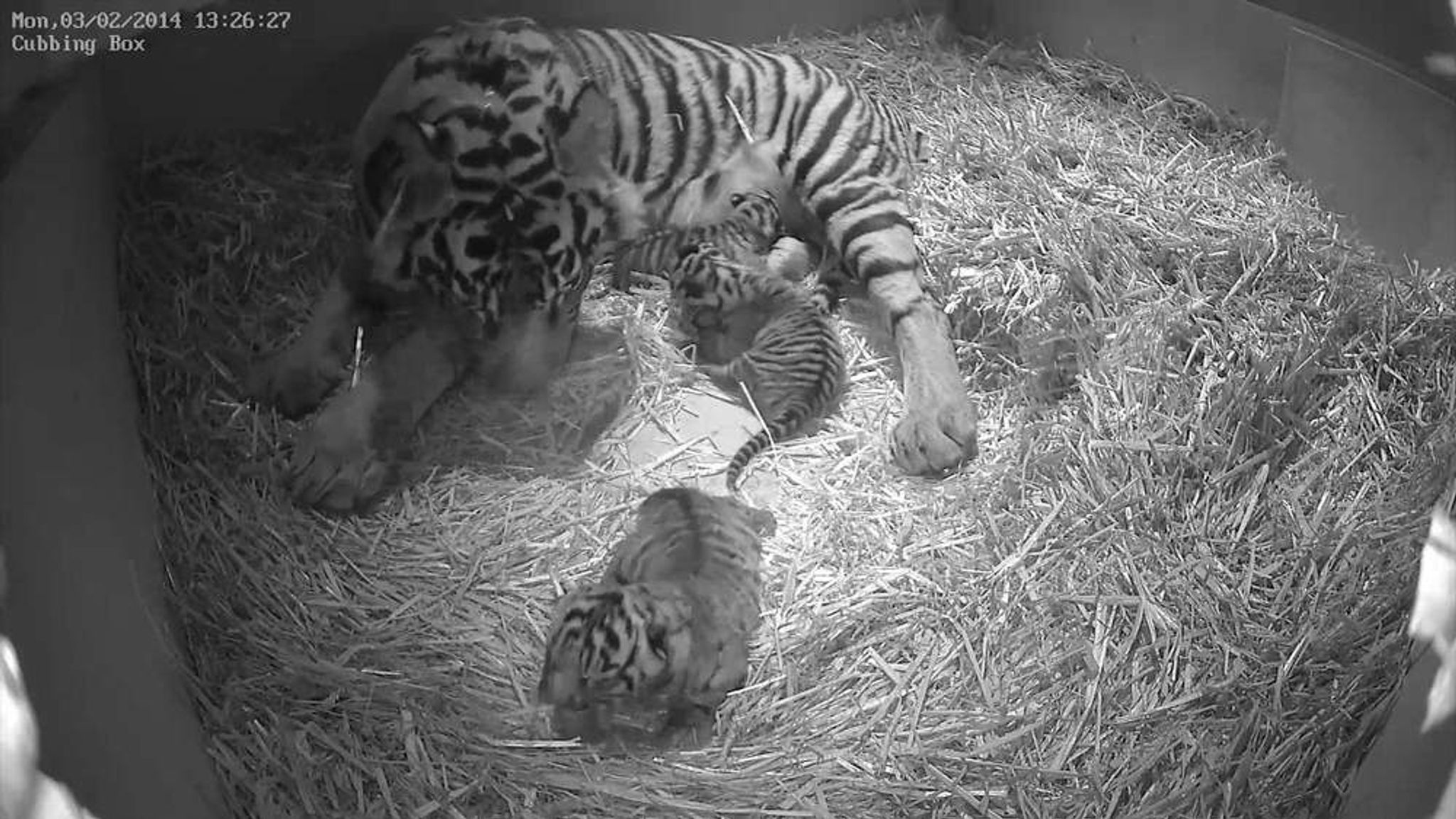 London Zoo Celebrates Birth Of Rare Tiger Cubs | UK News | Sky News