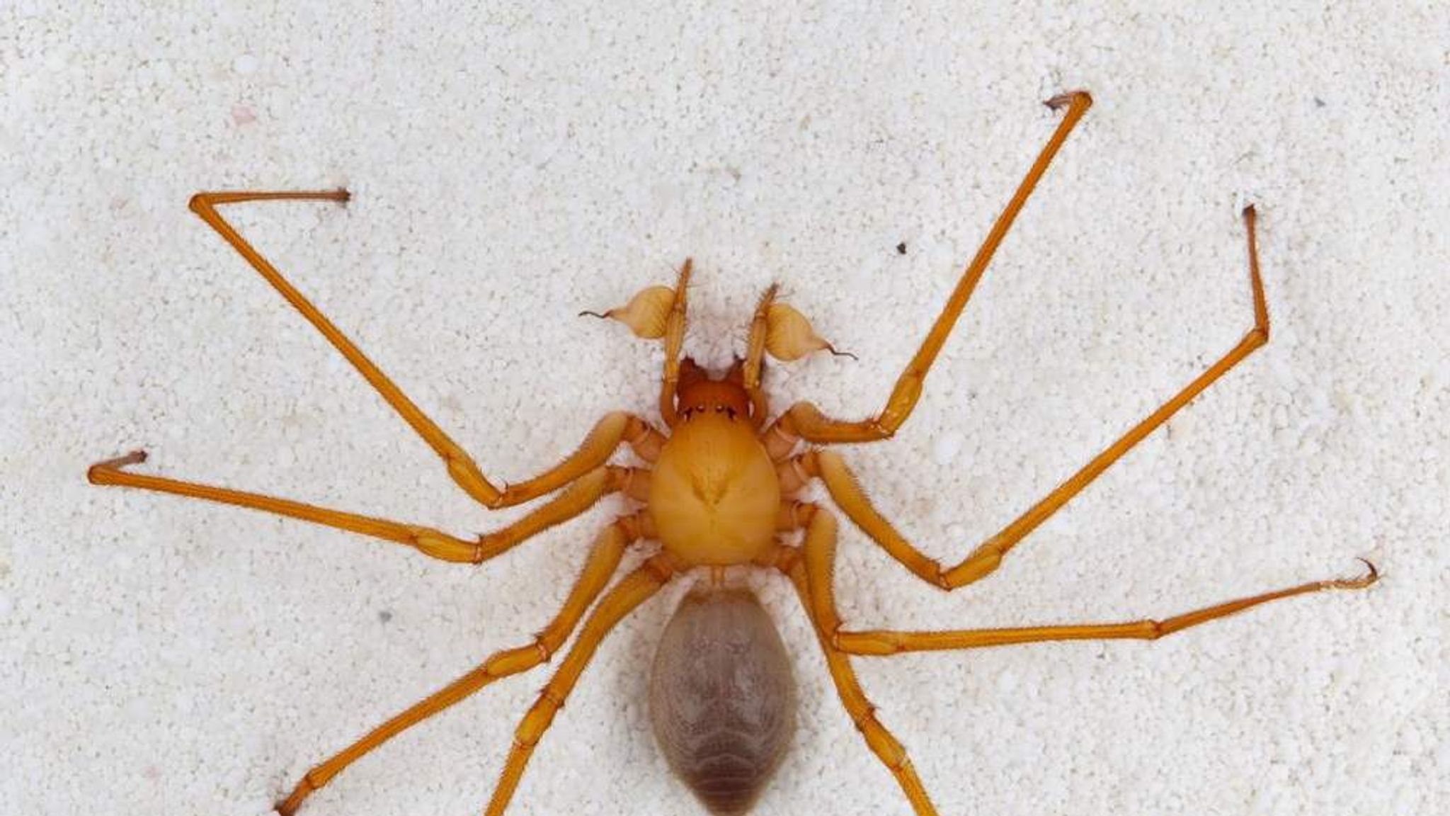 New spider species discovered in southern Indiana cave