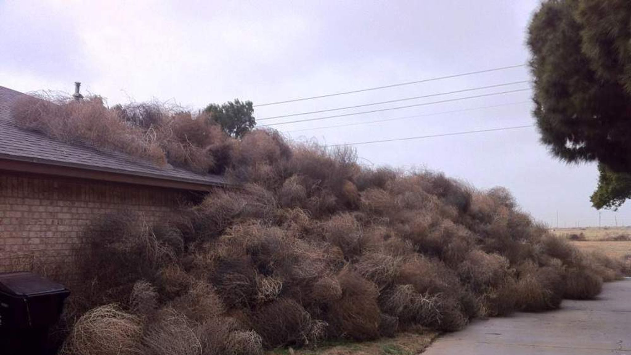 Large tumbleweeds sweep through neighborhood, cover houses