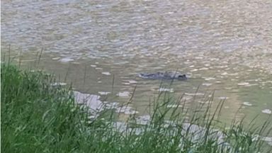 Bristol 'Crocodile' Resurfaces In New Photo | UK News | Sky News