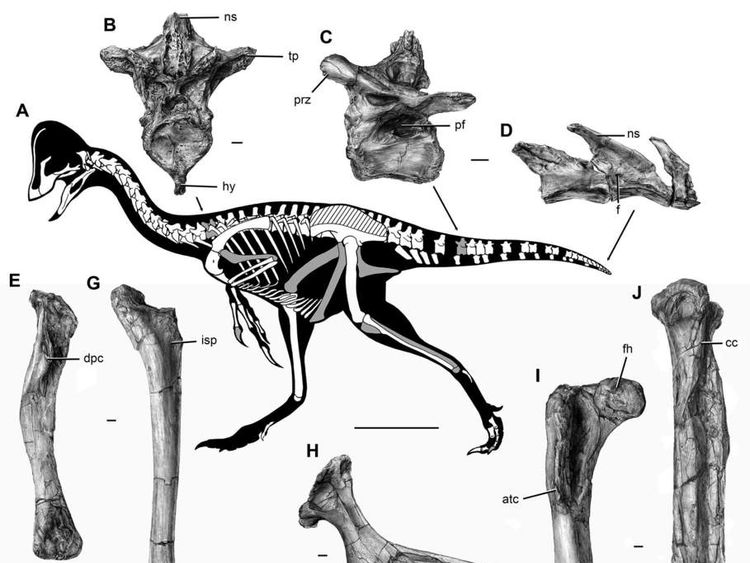 'Chicken From Hell': 10ft Bird Dinosaur Revealed