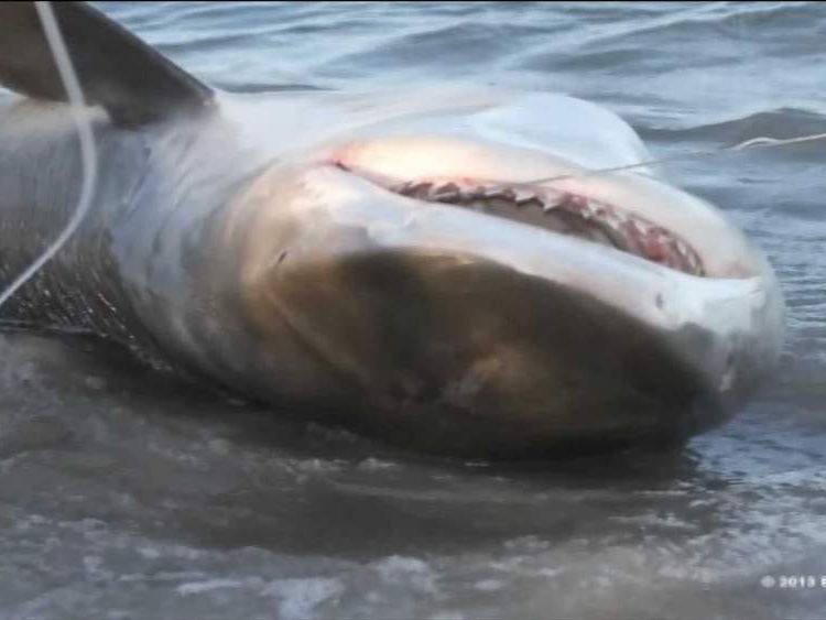 Massive Tiger Shark Caught On Texas Beach