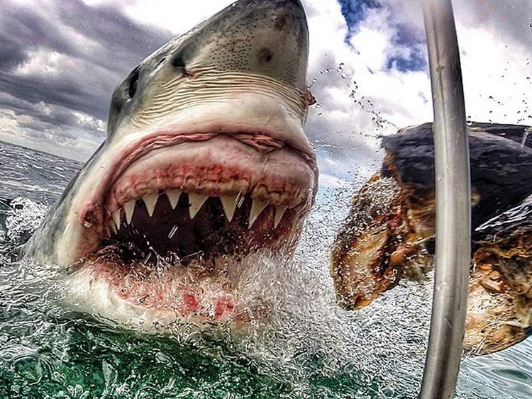Great White Shark Prowls Australian Beaches