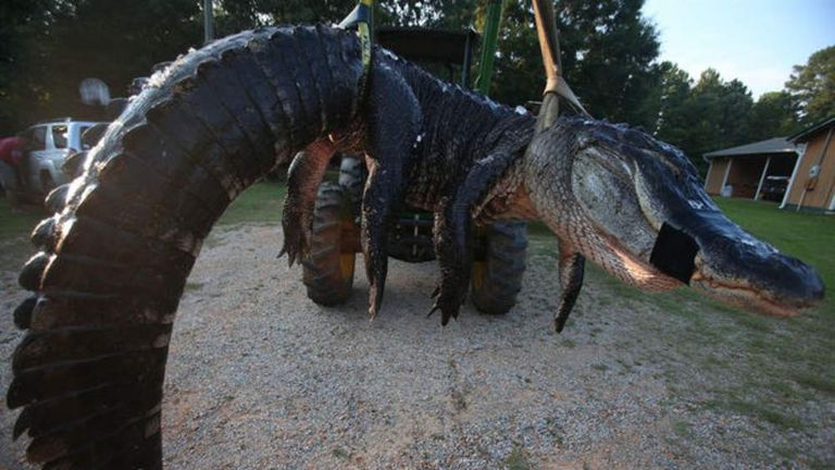 OUTDOORS: Family catches monster alligator on first attempt