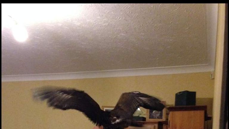 The Eagle Has Landed In My Living Room Uk News Sky News