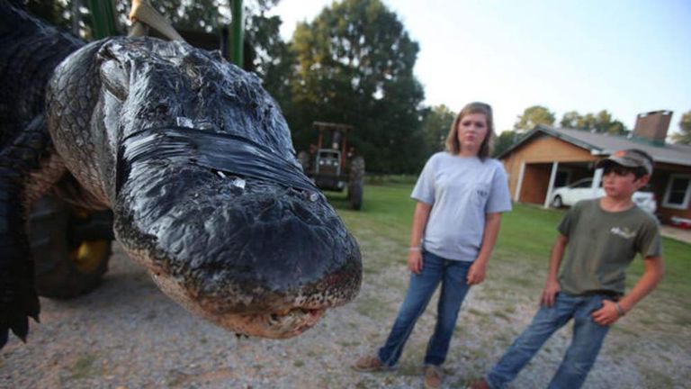 OUTDOORS: Family catches monster alligator on first attempt