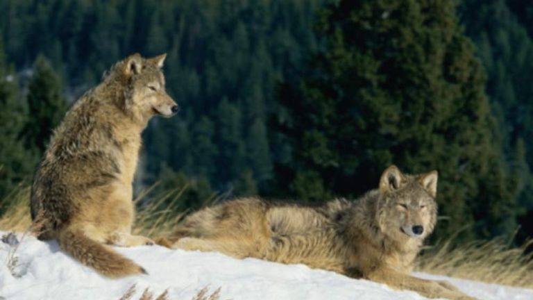 Download Wolf Shot Outside Yellowstone National Park | US News ...