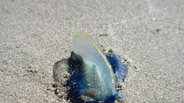 Pictures: Billions of Blue Jellyfish Wash Up on American Beaches