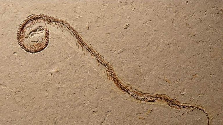 Four-Legged Snake Fossil Found In Museum | UK News | Sky News