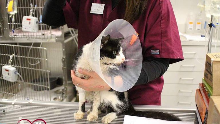 Bart the cat is being treated by the Humane Society in Florida
