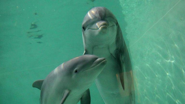 Baby bottlenose dolphin Doerte and her m