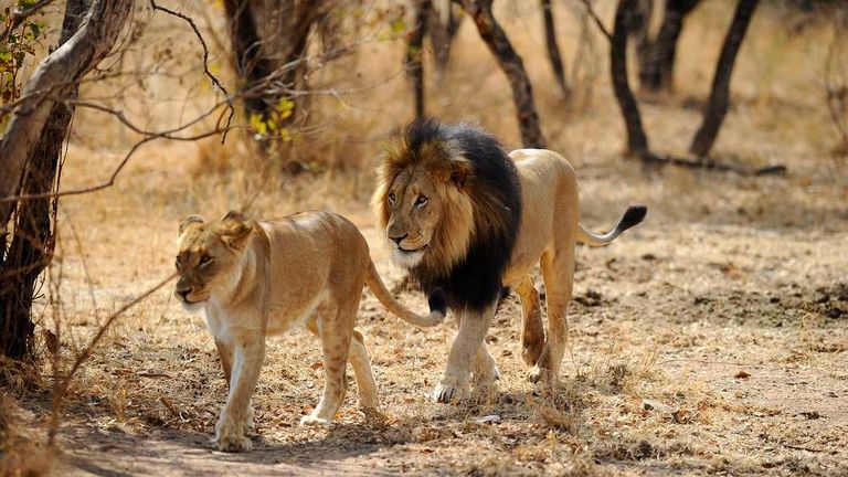 Lions in Africa
