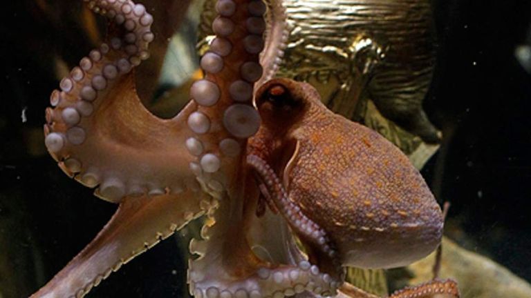 What is an Octopus Bet in Football?