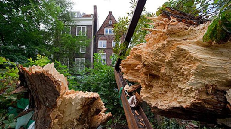 New Shoot Grows From Toppled Anne Frank Tree | World News | Sky News