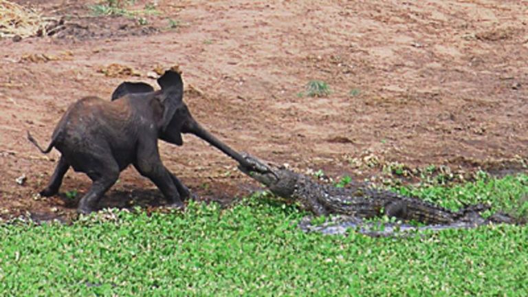 Amazing Photo: How The Elephant Got Its Trunk | World News | Sky News