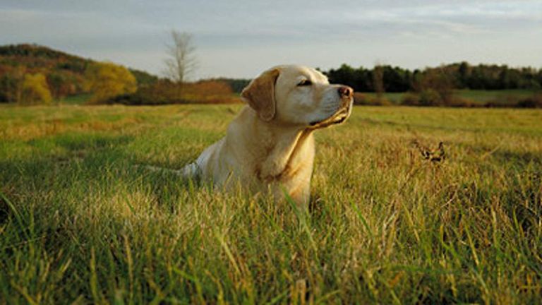 A Labrador dog lying down in a field on a sunny day