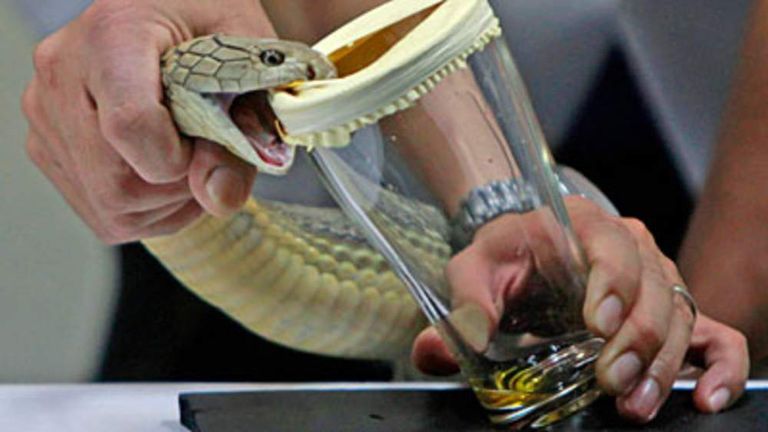 Snake Breeder Killed By His King Cobra's Bite | Scoop News | Sky News