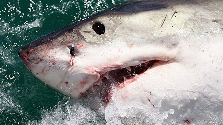 What's behind the rise in unprovoked shark attacks? - ISRAEL21c