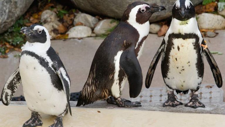 Toronto's 'Gay' Penguins Split By Female | Scoop News | Sky News